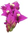 Picture for category Bougainvillea