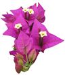 Picture for category Bougainvillea