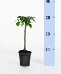 Picture of Bougainvillea "Sabina" Cutting 