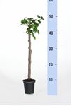 Picture of Bougainvillea "Sabina" Cutting 8 