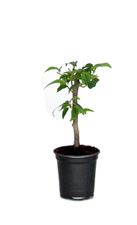 Picture of Bougainvillea "Sabina" Cutting 8 