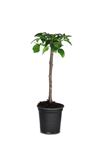 Picture of Bougainvillea "Sabina" Cutting 