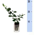 Picture of Carissa grandiflora Cutting