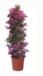 Picture of Bougainvillea "Sabina"