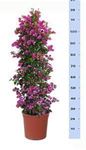 Picture of Bougainvillea "Sabina"