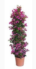 Picture of Bougainvillea "Sabina" 
