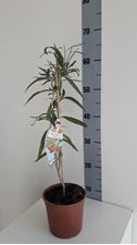 Picture of GOJI "LYCIUM BARBARUM
