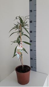 Picture of GOJI "LYCIUM BARBARUM