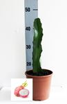 Picture of Pitaya monocanthus