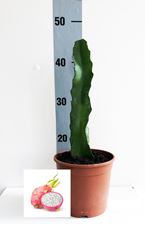 Imagen de Pitaya monocanthus
