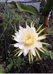 Picture of Pitaya monocanthus