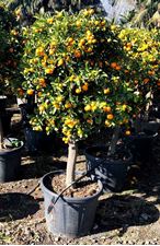 Picture of Citrus Callamondino