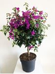 Picture of Bougainvillea "Sabina"