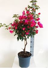 Picture of Bougainvillea "Glabra"