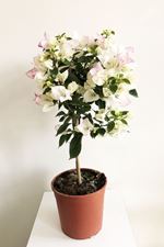 Picture of Bougainvillea "Elegance" White