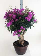 Picture of Bougainvillea "Sabina"  Bonsai 2580-21
