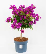 Picture of Bougainvillea "Sabina"