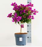 Picture of Bougainvillea "Sabina"