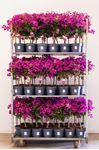 Picture of Bougainvillea "Sabina"