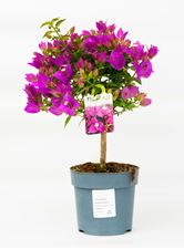 Picture of Bougainvillea "Sabina" ministem