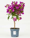 Picture of Bougainvillea "Sabina" 