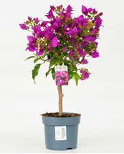 Picture of Bougainvillea "Sabina" 