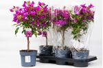 Picture of Bougainvillea "Sabina" 