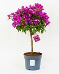 Picture of Bougainvillea "Sabina" 