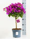 Picture of Bougainvillea "Sabina" 