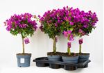 Picture of Bougainvillea "Sabina" 