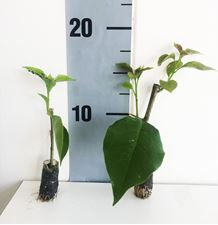 Picture of Bougainvillea Glabra bianco Cutting