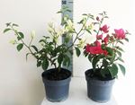 Picture of Bougainvillea "Elegance" Dark Pink-15