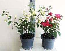 Picture of Bougainvillea glabra Fx 15