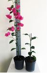 Picture of Bougainvillea "Elegance" Dark Pink-White 13