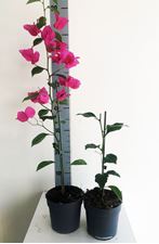 Picture of Bougainvillea "Elegance"  Dark Pink-White 13