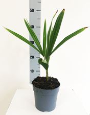 Picture of Trachycarpus fortunei 1335-22