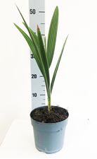 Picture of Chamaerops humilis 1335-22