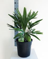 Picture of Trachycarpus fortunei  335TF2260