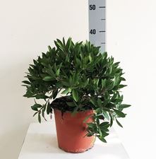 Picture of Callistemon splendens 4170CS1740