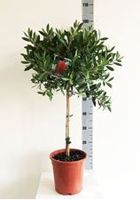 Picture of Callistemon splendens 4170CS2190