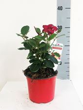 Picture of Dipladenia Sundaville 1044549DS1430