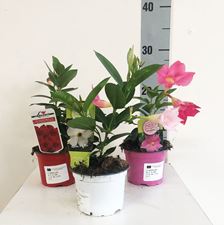 Picture of Dipladenia Sundaville 1044549DS1025