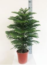 Picture of Araucaria hawaiana 3394AH1980