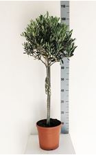 Picture of Olea europea 4268425OE1890