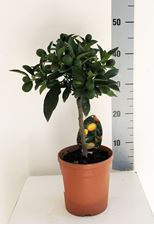 Picture of Citrus Mix  4268294CK1450