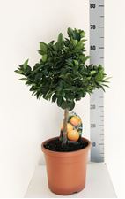 Picture of Citrus Calamondino 4268425CC1860