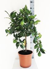 Picture of Citrus Lemon 4268425CL2080