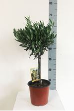 Picture of MYO Olea eurpea 3394OE1760