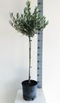 Picture of Olea Europea 4268424OE1890
