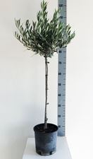 Picture of Olea Europea 4268424OE1890